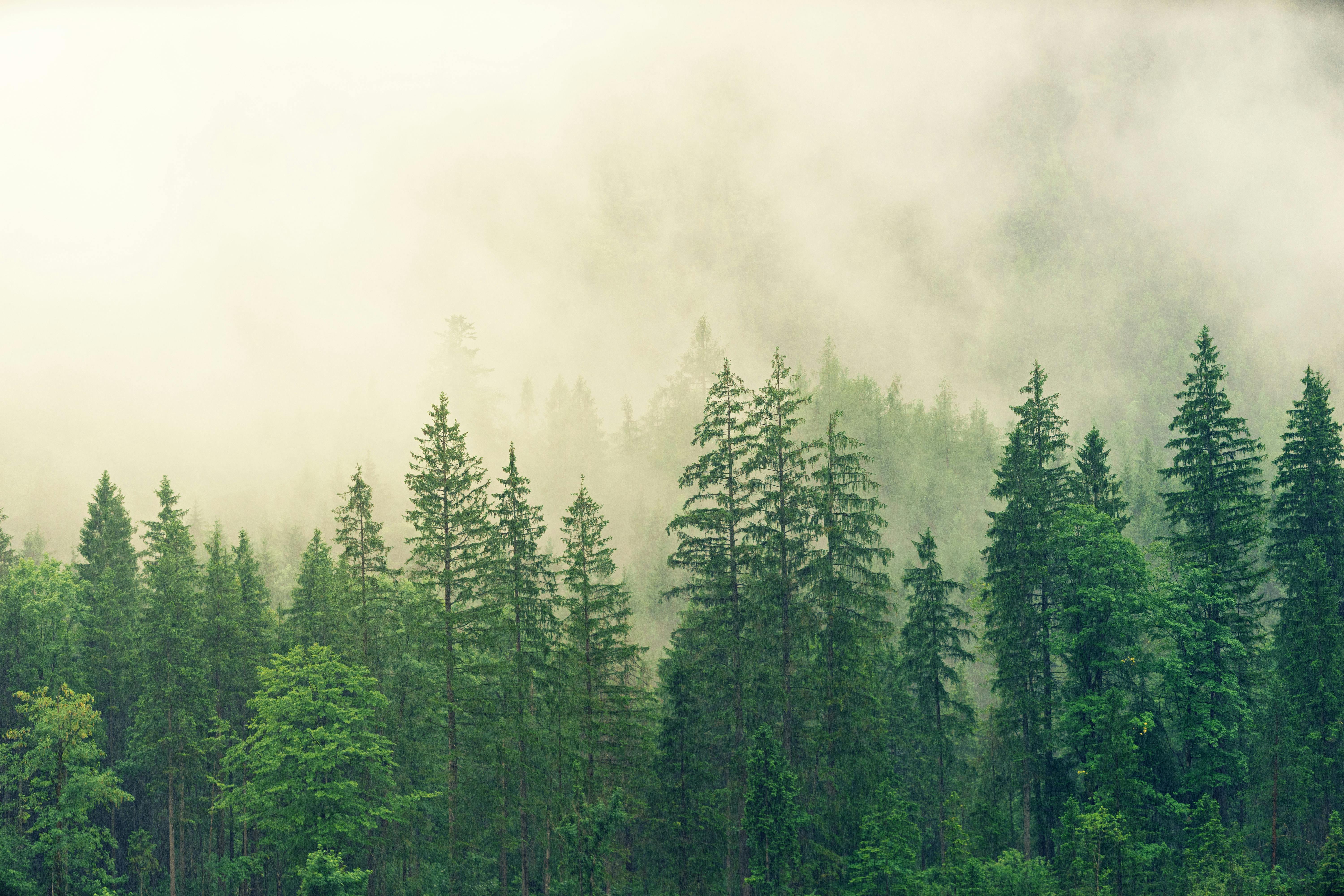 a foggy forest